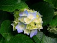 /album/galeria-de-fotos/hydrangeas-jpg/